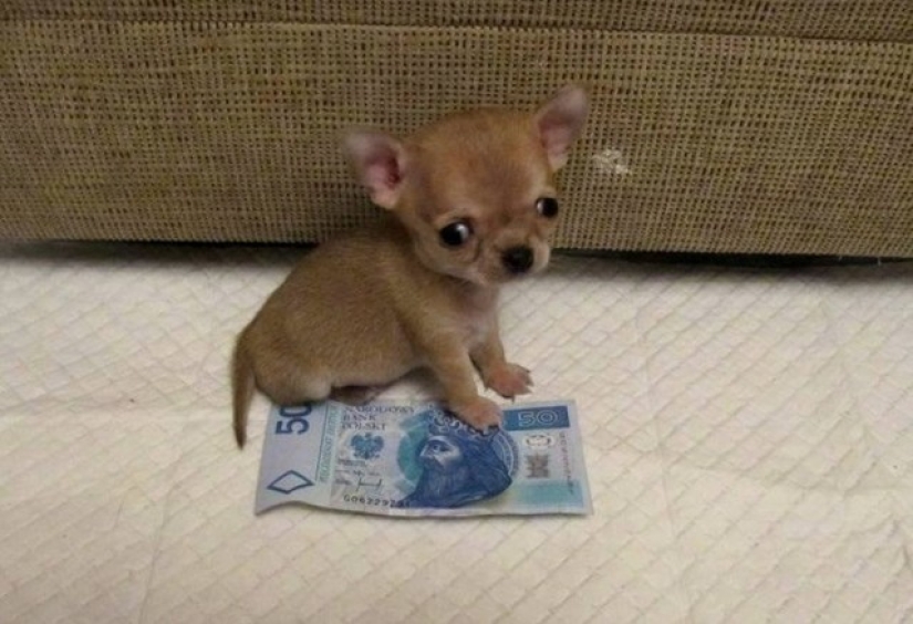 ¿Toody es el perro más pequeño del mundo?