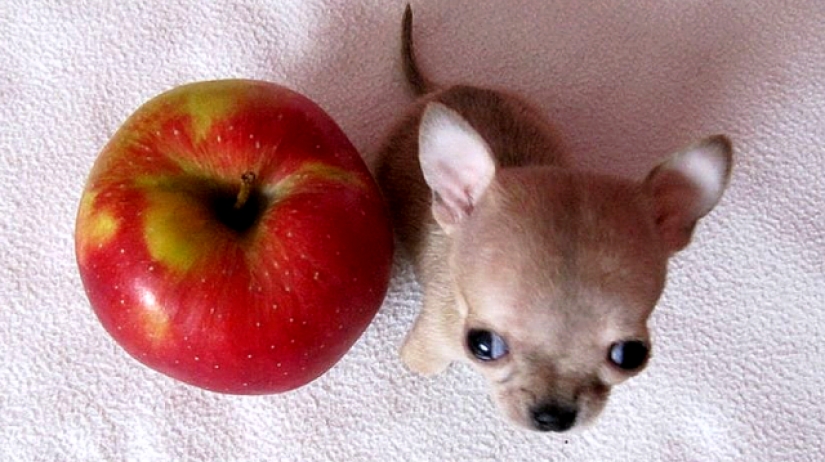 Toody is the smallest dog in the world?