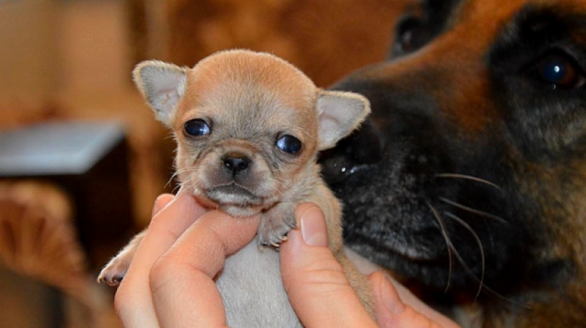 Toody is the smallest dog in the world?
