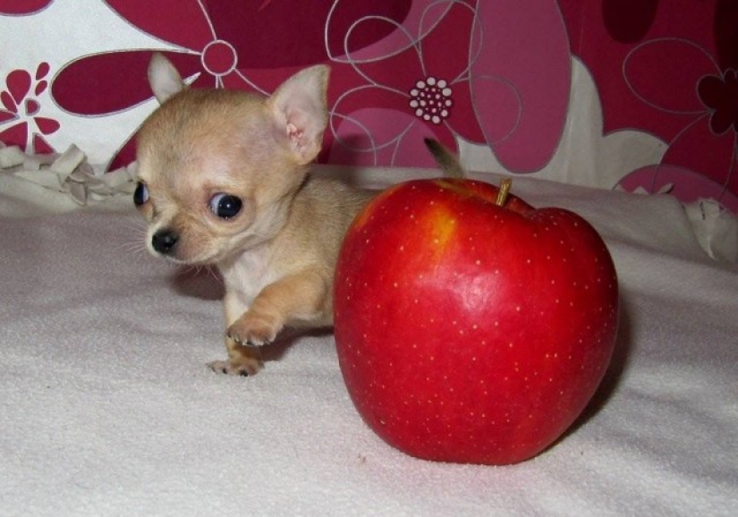 Toody is the smallest dog in the world?
