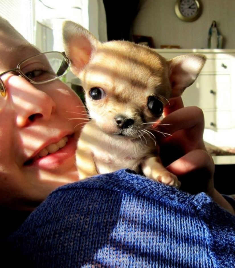 Toody is the smallest dog in the world?