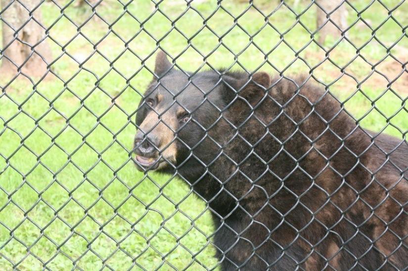 Top 10 casos trágicos con mascotas exóticas Top 10 casos trágicos con mascotas exóticas