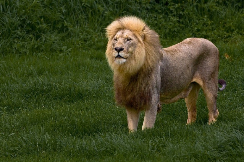 Top 10 casos trágicos con mascotas exóticas Top 10 casos trágicos con mascotas exóticas