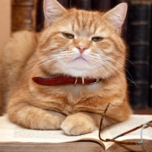 Top 10 smartest animals Top 10 smartest animals