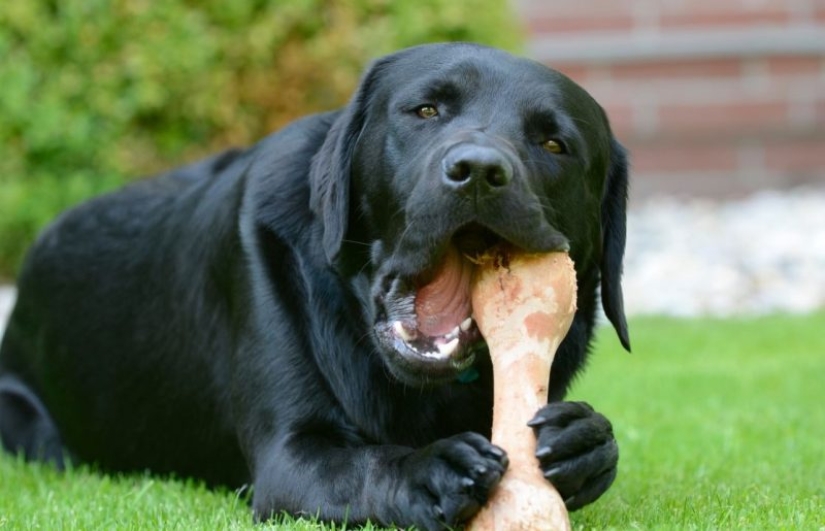 Top 10 smartest animals Top 10 smartest animals