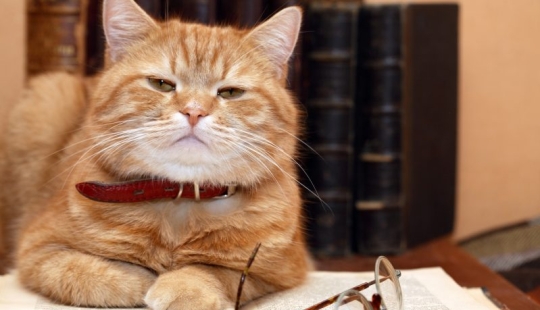 Top 10 smartest animals