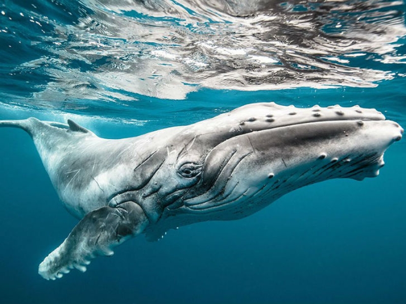 Top of the best National Geographic photos of 2015 Top of the best National Geographic photos of 2015