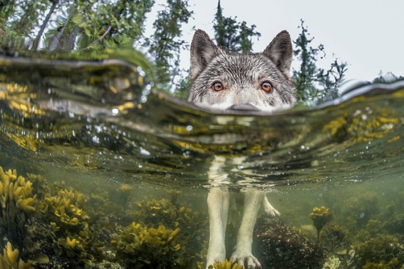 Top of the best National Geographic photos of 2015 Top of the best National Geographic photos of 2015