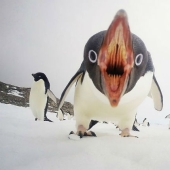 Top of the best National Geographic photos of 2015