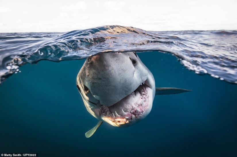 Tortuga fisicoculturista, espeluznante naufragio de la Marina de los EE. UU. y pez destrozado en Escocia: increíbles ganadores del premio al fotógrafo submarino del año 2022