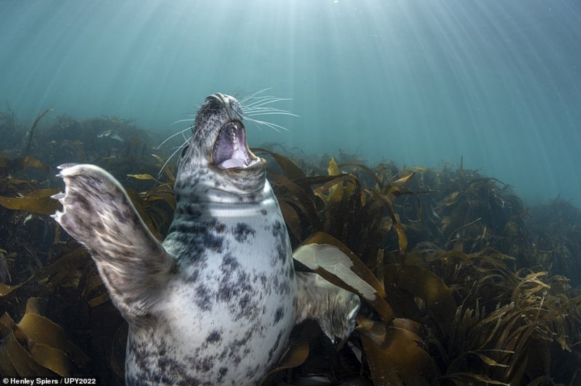 Tortuga fisicoculturista, espeluznante naufragio de la Marina de los EE. UU. y pez destrozado en Escocia: increíbles ganadores del premio al fotógrafo submarino del año 2022
