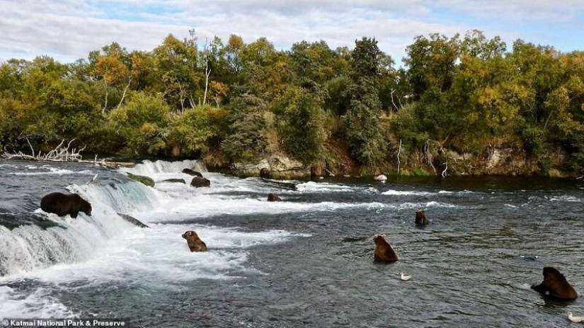 Triste vista: osos pardos flacos en Canadá deambulan en busca de comida