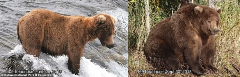 Triste vista: osos pardos flacos en Canadá deambulan en busca de comida