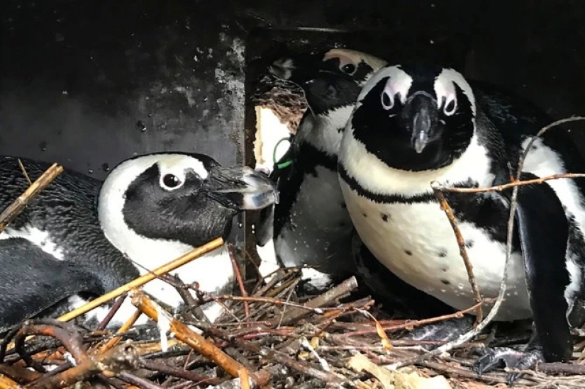 Trío de amor emplumado: en Alemania, los pingüinos lesbianas han adoptado a un solo macho en la familia y están esperando polluelos Trío de amor emplumado: en Alemania, los pingüinos lesbianas han adoptado a un solo macho en la familia y están esperando polluelos
