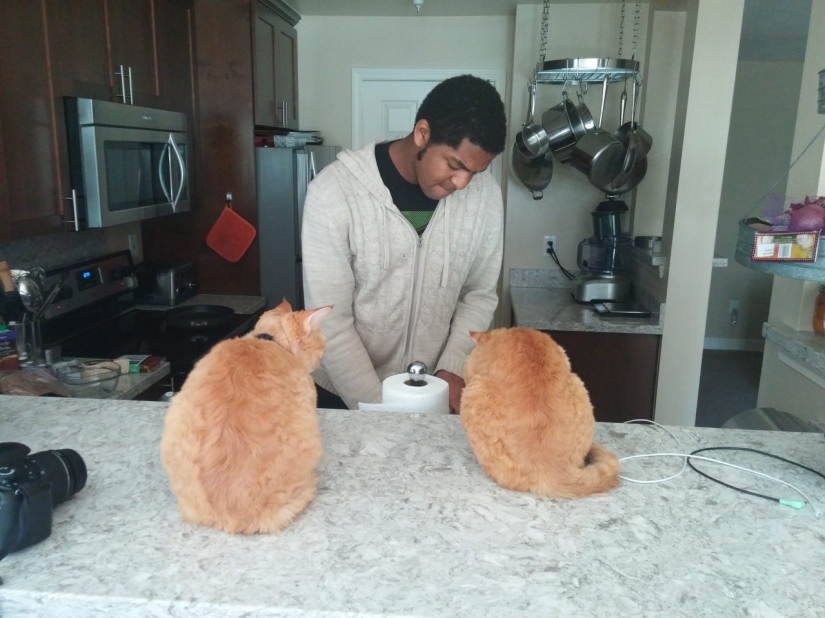 Truco de vida para viajeros: cómo los amantes de los animales pueden encontrar alojamiento gratuito en el extranjero