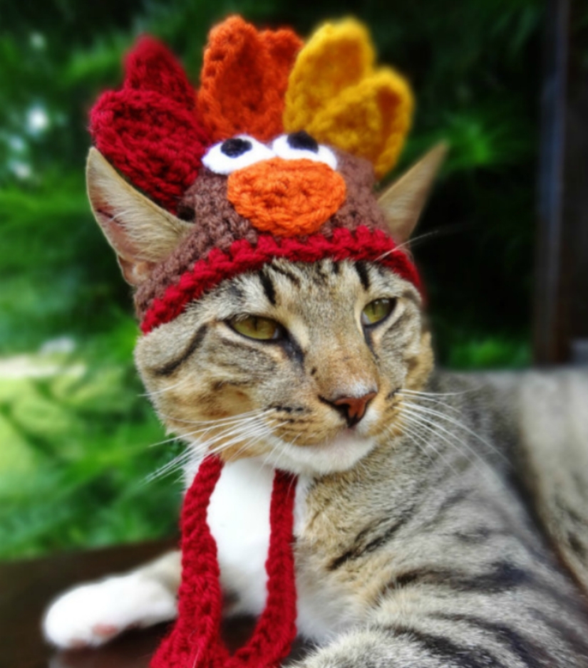 ¡Tu gato necesita un sombrero así!