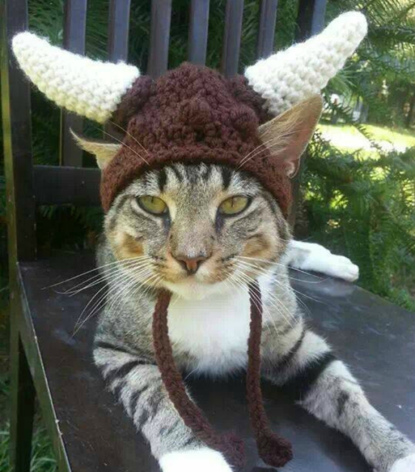 ¡Tu gato necesita un sombrero así!