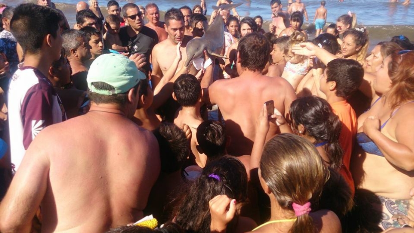 Turistas "matan" a un delfín bebé