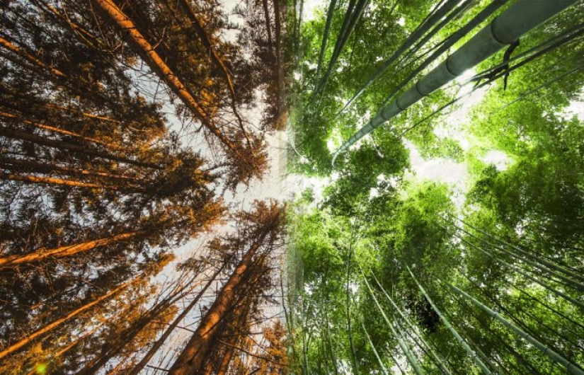 Twin photos taken in different parts of the world