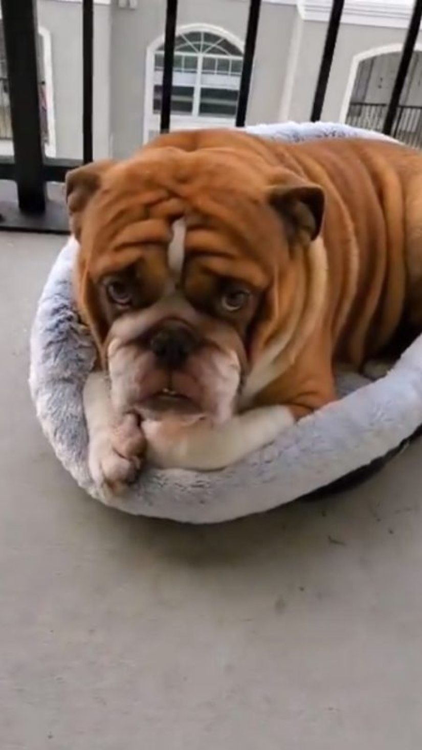 Un bulldog llamado Big Daddy, triste por la cuarentena, se ha convertido en un nuevo meme de la red Un bulldog llamado Big Daddy, triste por la cuarentena, se ha convertido en un nuevo meme de la red