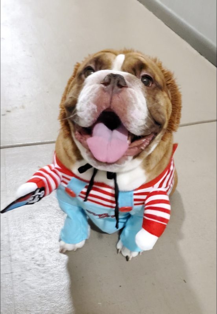 Un bulldog llamado Big Daddy, triste por la cuarentena, se ha convertido en un nuevo meme de la red Un bulldog llamado Big Daddy, triste por la cuarentena, se ha convertido en un nuevo meme de la red