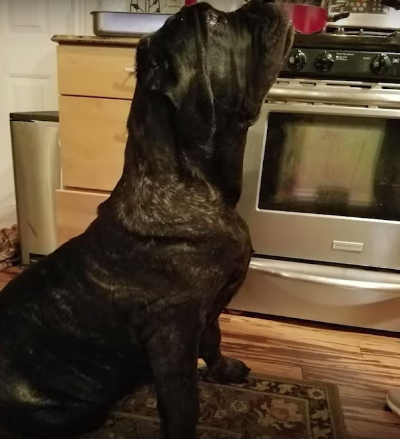 Un cachorro de 9 meses de una raza antigua pesa 80 kilogramos y golpea a un adulto con una cola
