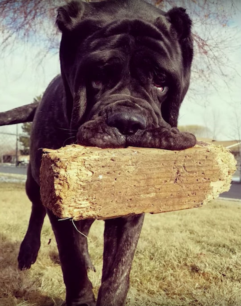 Un cachorro de 9 meses de una raza antigua pesa 80 kilogramos y golpea a un adulto con una cola