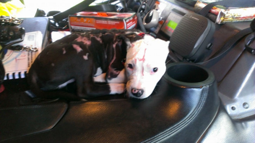 Un cachorro que apenas sobrevivió al incendio creció y se convirtió en un perro de fuego