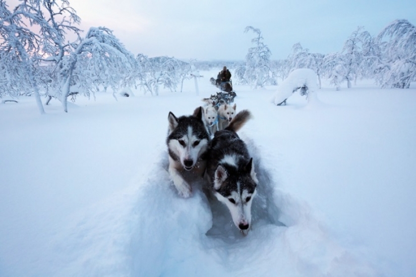 Un día en la vida de un ermitaño polar