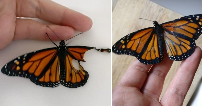 Un diseñador de moda estadounidense realizó una operación de trasplante de alas en una mariposa viva