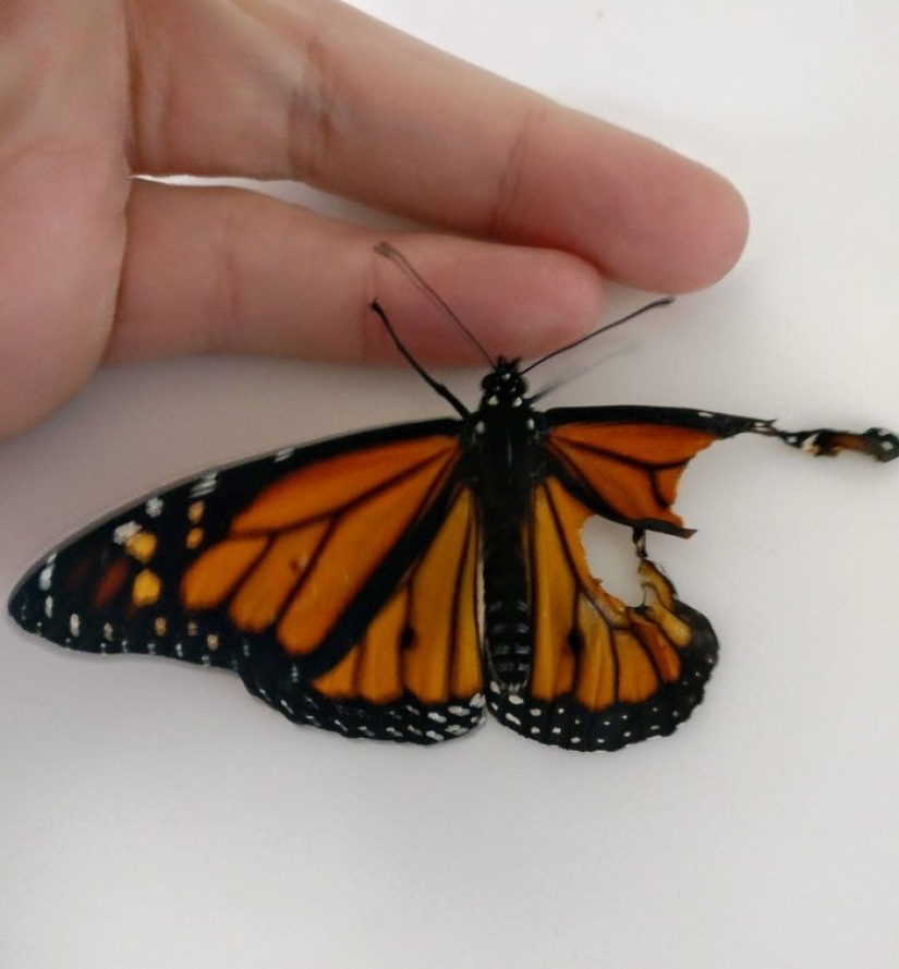 Un diseñador de moda estadounidense realizó una operación de trasplante de alas en una mariposa viva