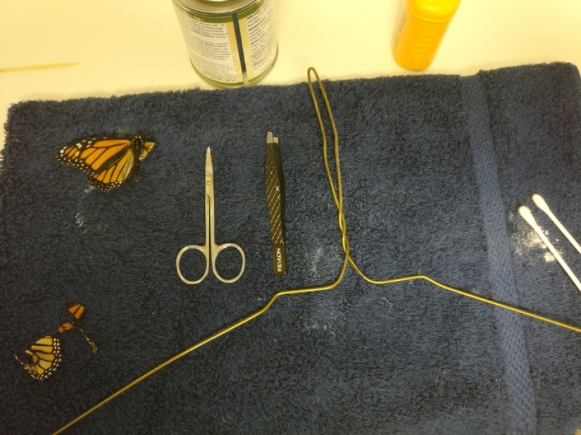 Un diseñador de moda estadounidense realizó una operación de trasplante de alas en una mariposa viva