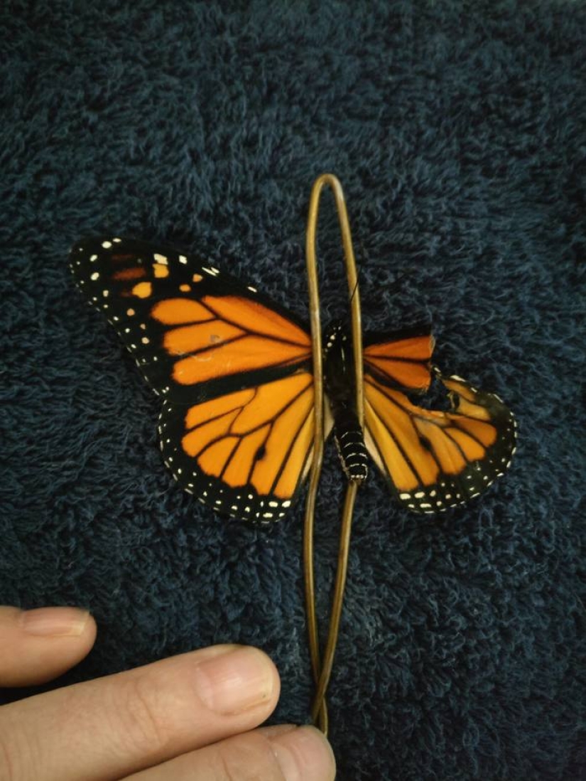 Un diseñador de moda estadounidense realizó una operación de trasplante de alas en una mariposa viva