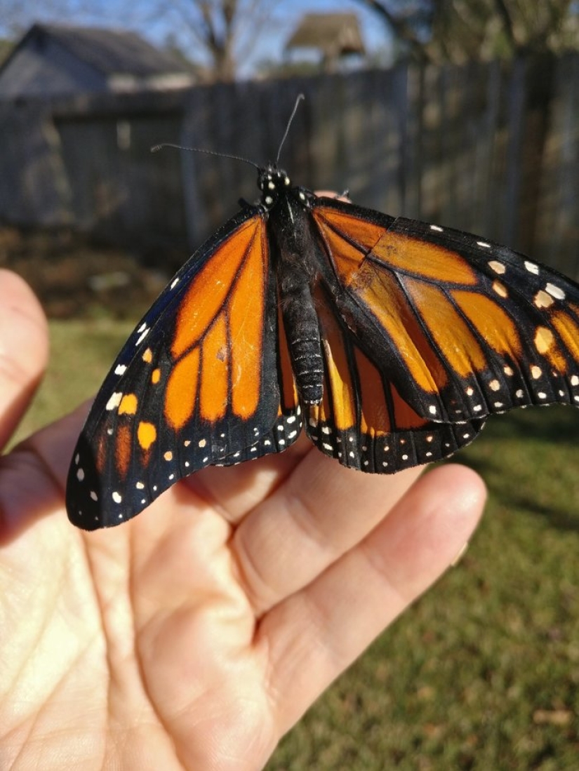 Un diseñador de moda estadounidense realizó una operación de trasplante de alas en una mariposa viva