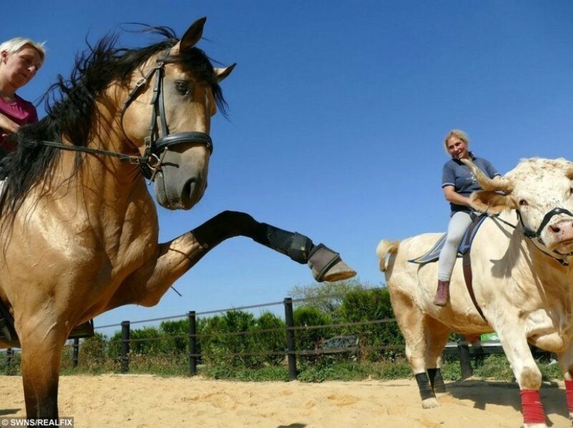 Un entrenador de Francia crió un toro de carreras Un entrenador de Francia crió un toro de carreras
