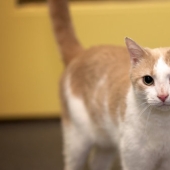 Un estadounidense domesticó a un gato ciego sin hogar leyéndole libros de Harry Potter