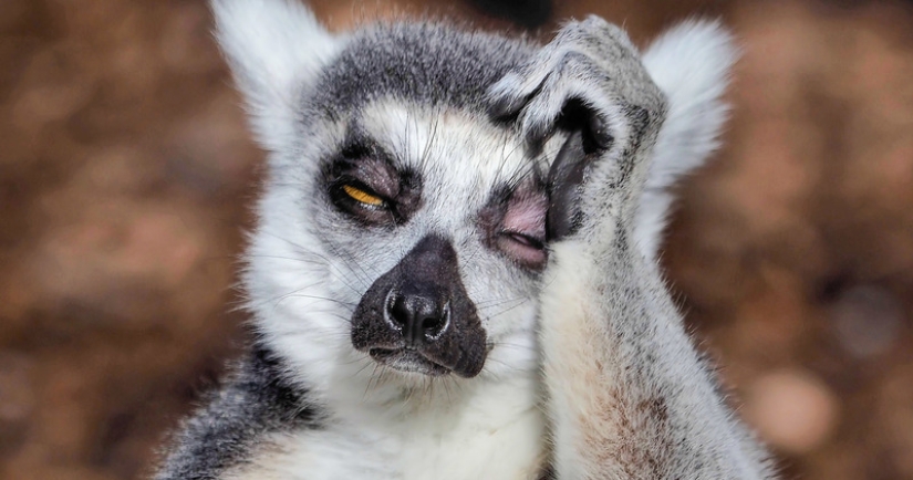 Un fotógrafo de Melbourne capturó a un lémur que sufría de resaca