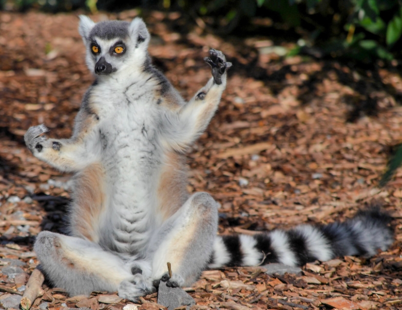 Un fotógrafo de Melbourne capturó a un lémur que sufría de resaca