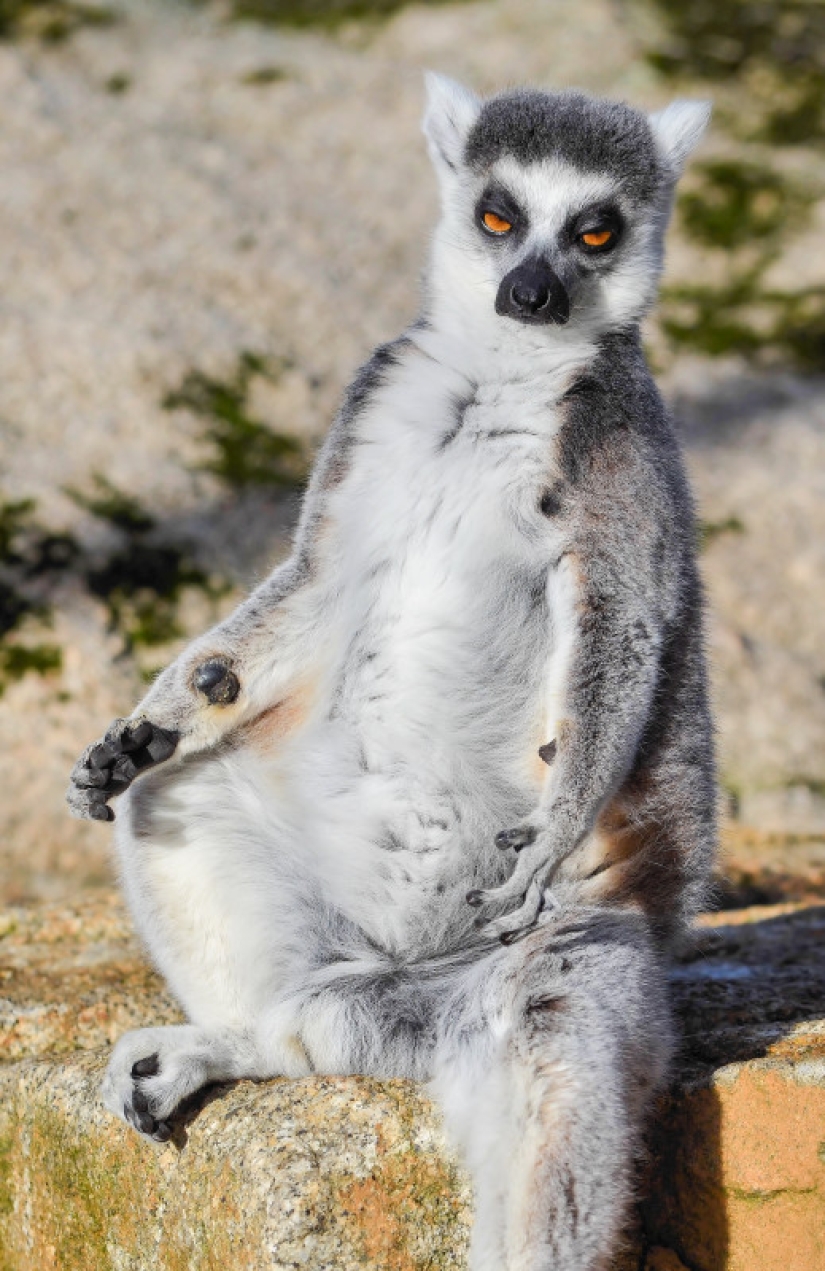 Un fotógrafo de Melbourne capturó a un lémur que sufría de resaca