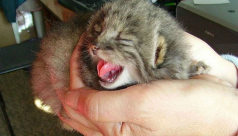 Un granjero ruso salvó gatitos no muy comunes en su parcela Un granjero ruso salvó gatitos no muy comunes en su parcela