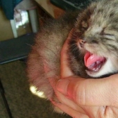 Un granjero ruso salvó gatitos no muy comunes en su parcela