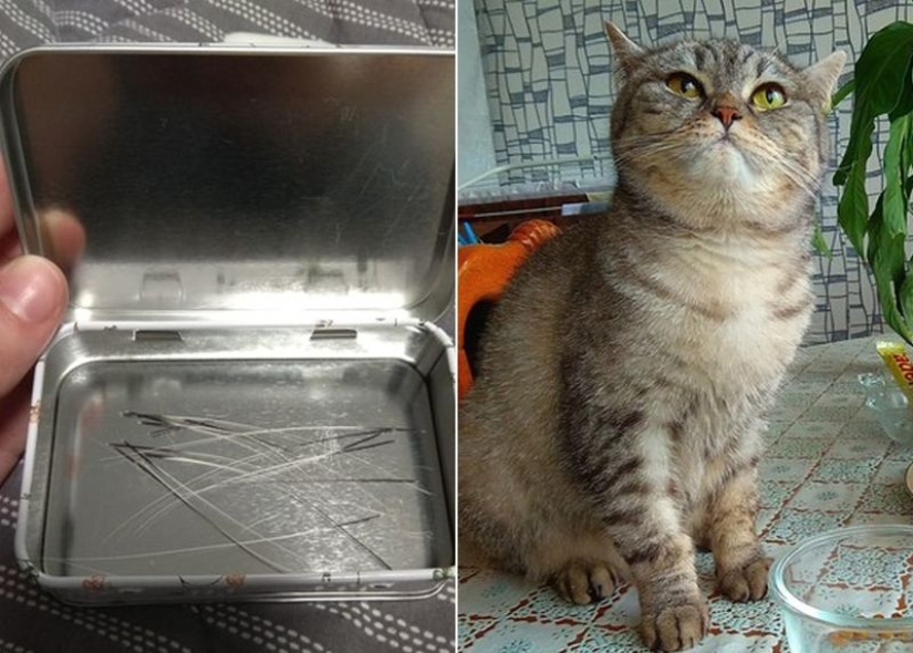 Un hombre puso a la venta bigotes de gato, y un comprador con solicitudes específicas se interesó en ellos