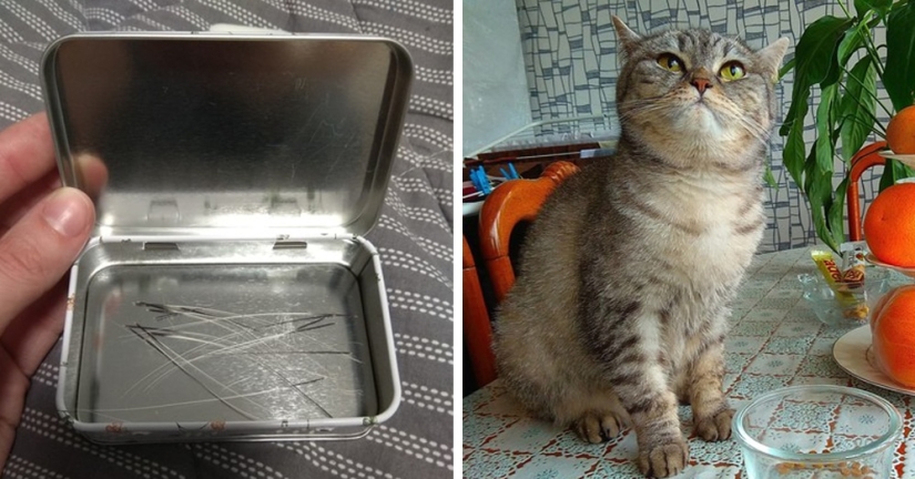 Un hombre puso a la venta bigotes de gato, y un comprador con solicitudes específicas se interesó en ellos