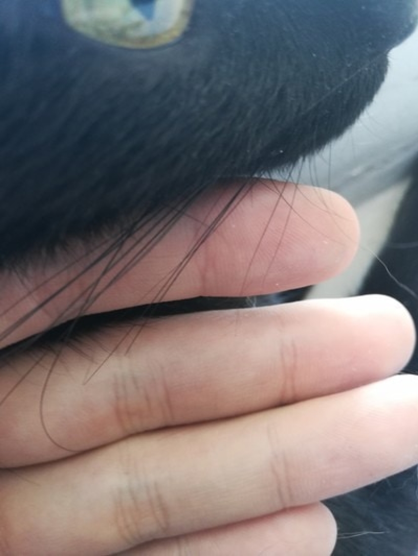 Un hombre puso a la venta bigotes de gato, y un comprador con solicitudes específicas se interesó en ellos