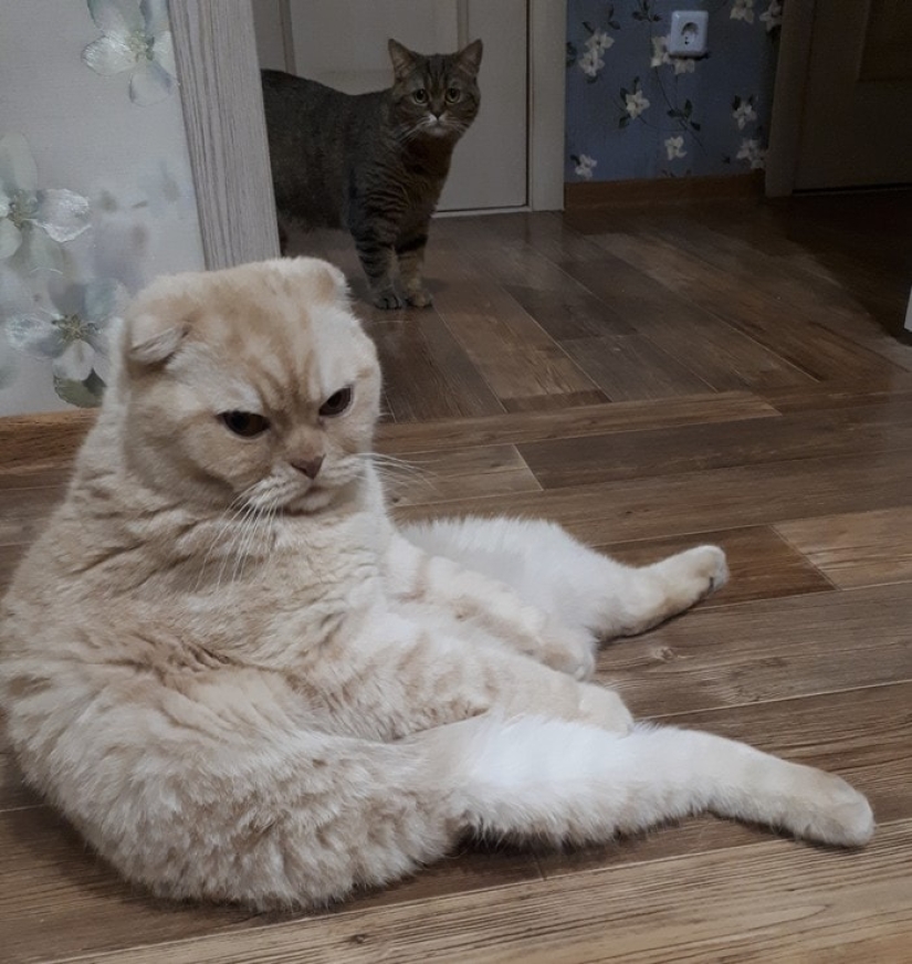 Un hombre puso a la venta bigotes de gato, y un comprador con solicitudes específicas se interesó en ellos