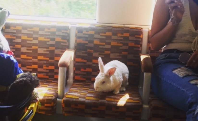Un importante conejo blanco cabalga por Londres como una liebre