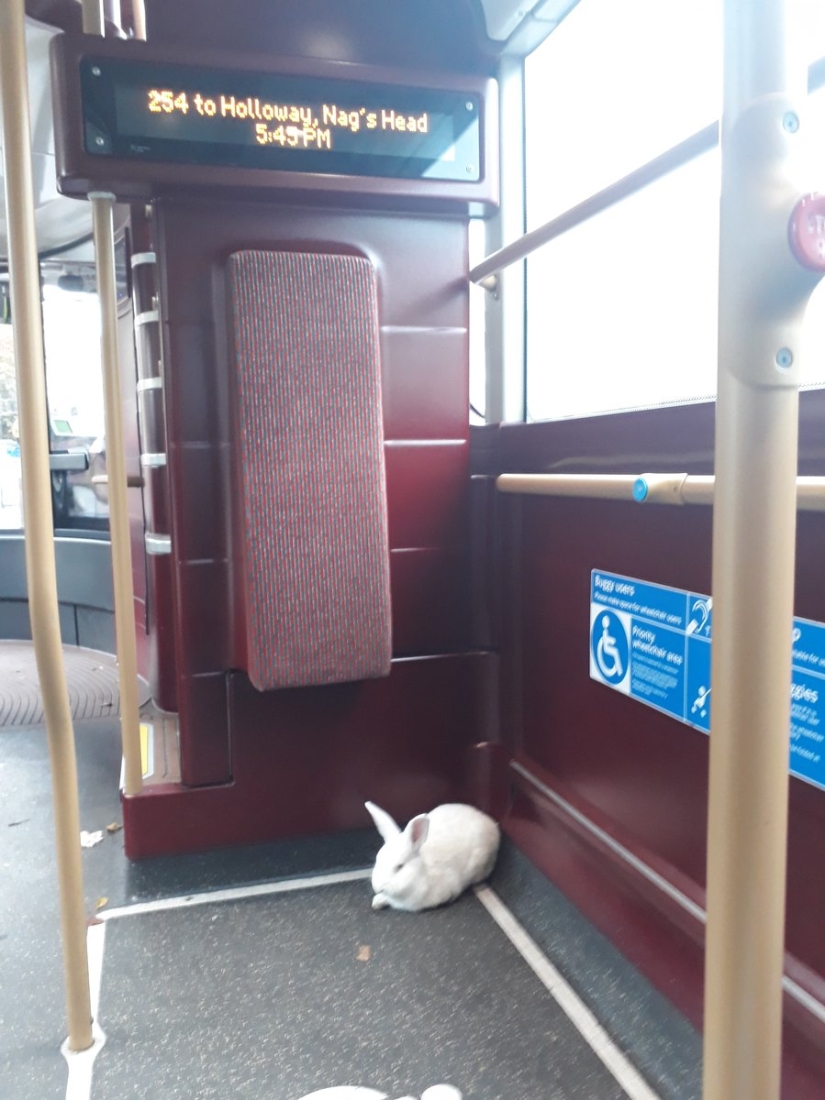 Un importante conejo blanco cabalga por Londres como una liebre