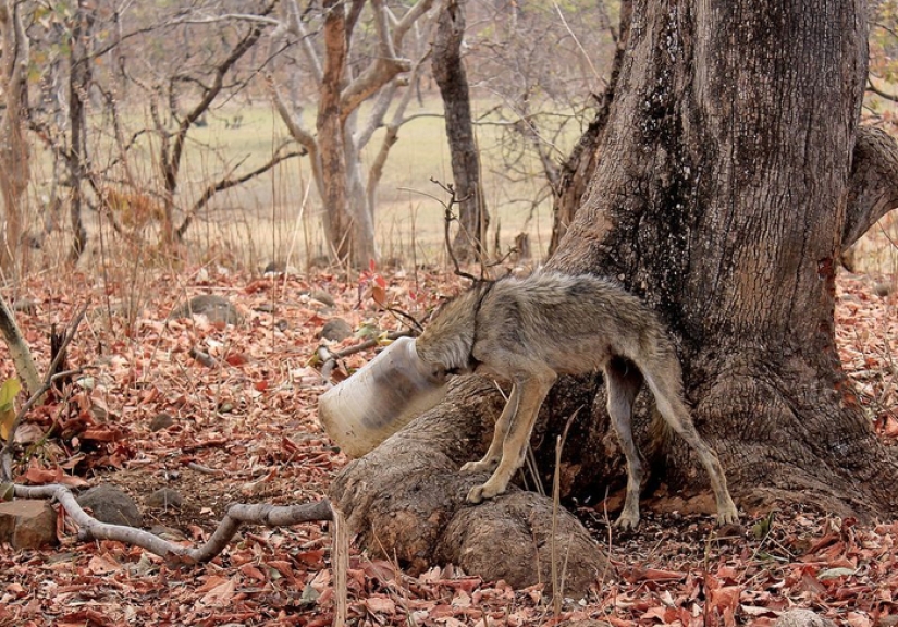 Un lobo con una botella de plástico en la cabeza: la toma aleatoria de un fotógrafo salvó al animal de una muerte dolorosa