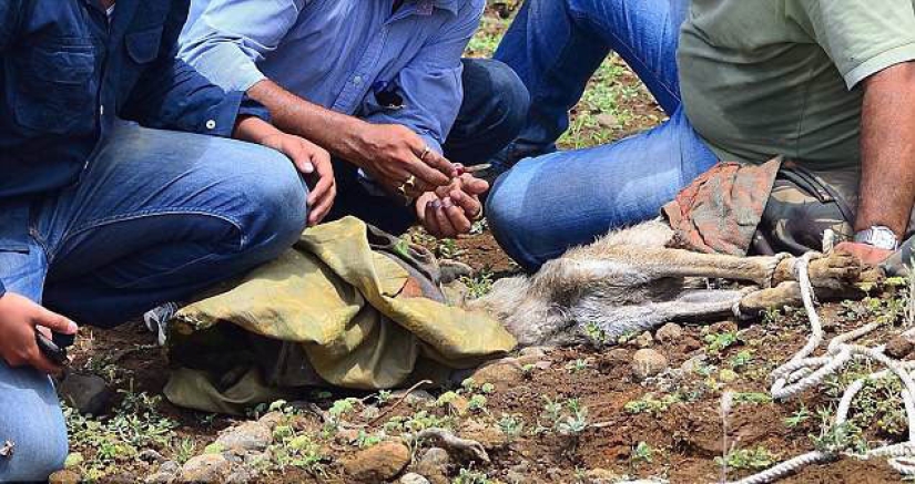 Un lobo con una botella de plástico en la cabeza: la toma aleatoria de un fotógrafo salvó al animal de una muerte dolorosa