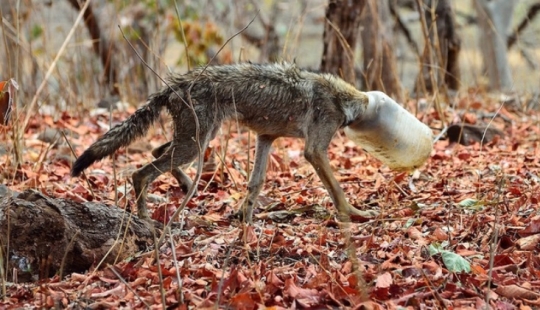 Un lobo con una botella de plástico en la cabeza: la toma aleatoria de un fotógrafo salvó al animal de una muerte dolorosa